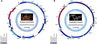 Corrigendum: Comparative omics analysis of a deep-sea barnacle species (Cirripedia, Scalpellomorpha) and shallow-water barnacle species provides insights into deep-sea adaptation